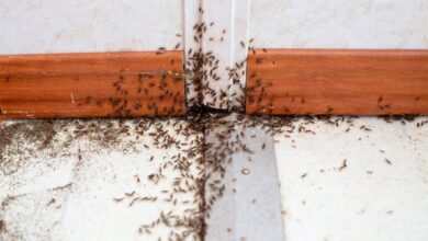How to Get Rid of Tiny Brown Bugs in Bathroom