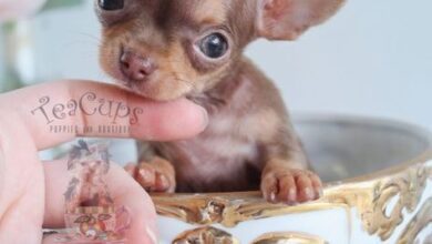 Teacup Chihuahua Free to Good Home