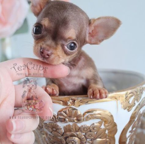Teacup Chihuahua Free to Good Home