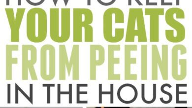 What to Put on Furniture to Keep Cats from Peeing