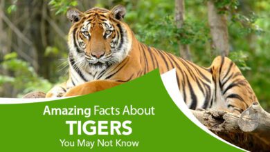 How Much Does the Average Tiger Weigh