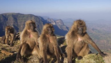 What is a Group of Baboons Called