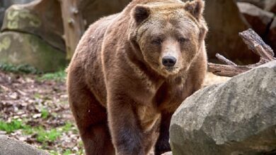 What'S the Average Weight of a Grizzly Bear